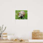 Poster Escargot mangeant de l'herbe (Cuisine)