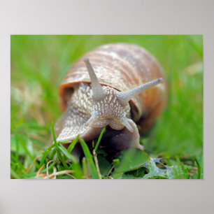 Poster Escargot mangeant de l'herbe