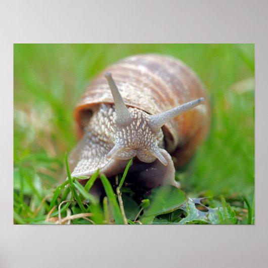 Poster Escargot mangeant de l'herbe (Devant)