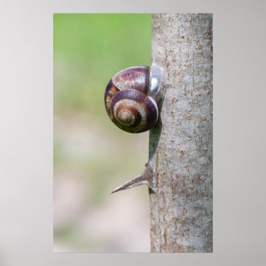 Poster Escargot sur l'arbre (Devant)