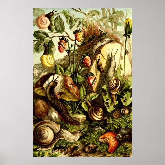 Poster Escargots de l'époque victorienne vintage 1890 (Devant)