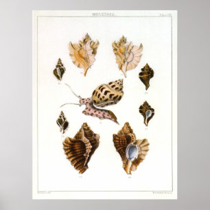 Poster Escargots et mollusques vintages, Organismes de la