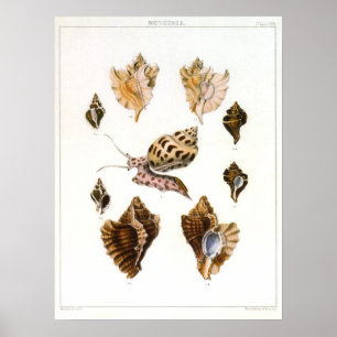 Poster Escargots et mollusques vintages, Organismes de la