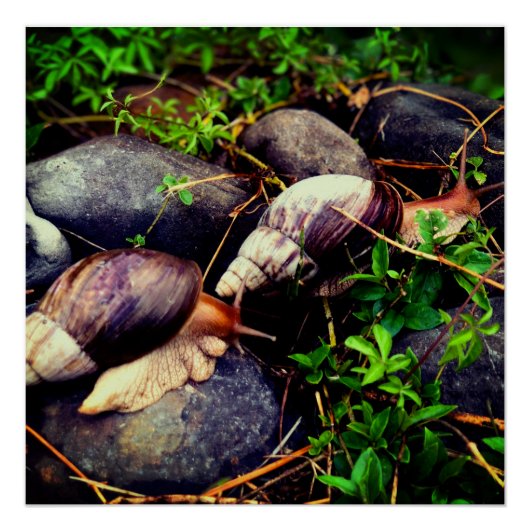 Poster Escargots géants africains (Devant)