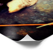 Poster Escargots géants africains (Coin)