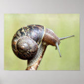 Poster Escargots - Le Plaisir Riche (Devant)
