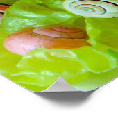Poster Escargots sur laitue (Coin)
