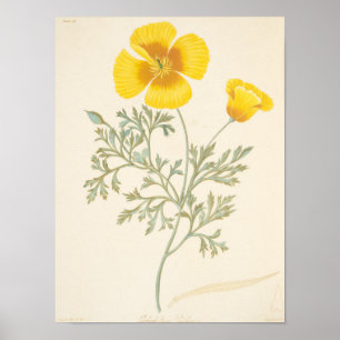 Poster Eschscholtzia californien