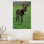 Poster Esel, Zwergesel, in der Koppel, Portraet (Cuisine)