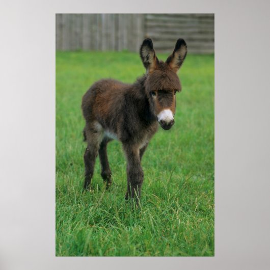 Poster Esel, Zwergesel, in der Koppel, Portraet (Devant)