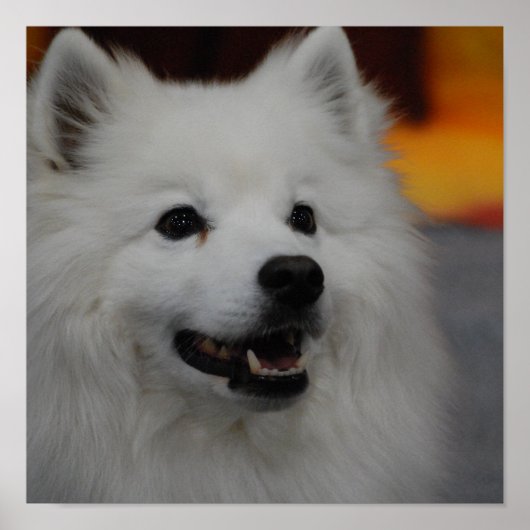 Poster Eskimo Dog (Voorkant)