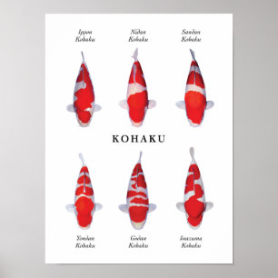 Poster Espèce emblématique de carpes koï japonaises : Koh