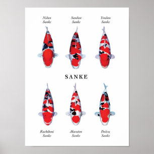Poster Espèce emblématique de carpes koï japonaises : San