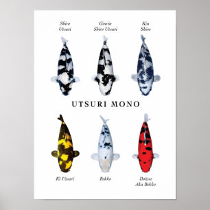 Poster Espèce vedette de carpes koï japonaises : Utsurimo
