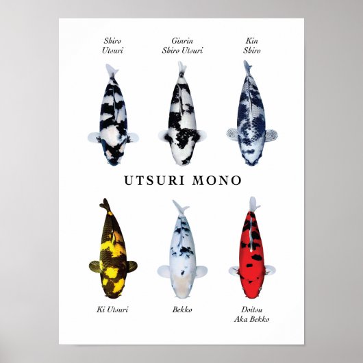 Poster Espèce vedette de carpes koï japonaises : Utsurimo (Devant)