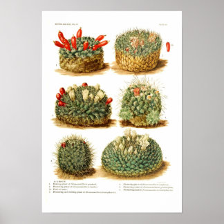 Poster Espèces de cactus