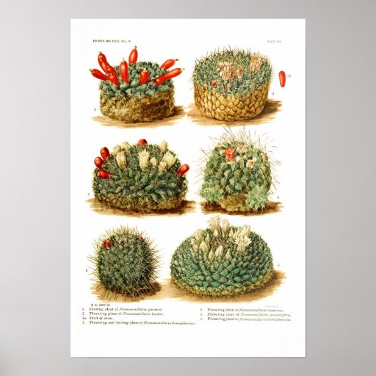 Poster Espèces de cactus (Devant)