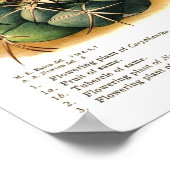 Poster Espèces de cactus (Coin)