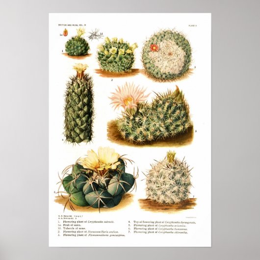 Poster Espèces de cactus (Devant)