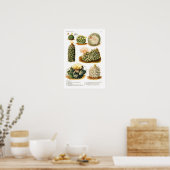 Poster Espèces de cactus (Cuisine)
