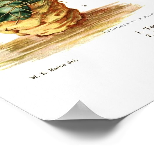 Poster Espèces de cactus (Coin)