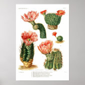 Poster Espèces de cactus (Devant)