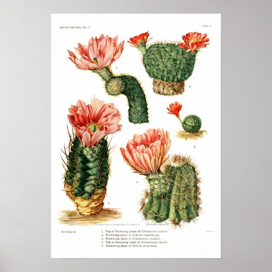 Poster Espèces de cactus (Devant)