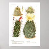 Poster Espèces de cactus (Devant)