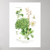 Poster Espèces de saxifrage (Devant)