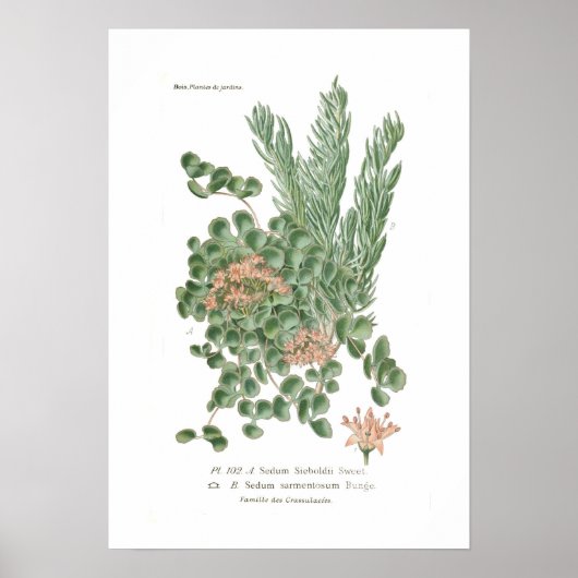 Poster Espèces de Sedum (Devant)