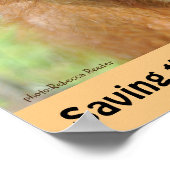 Poster Espèces jolies d'Orangutan en voie de disparition (Coin)