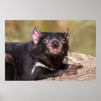 Esprit indompté Diable de Tasmanie