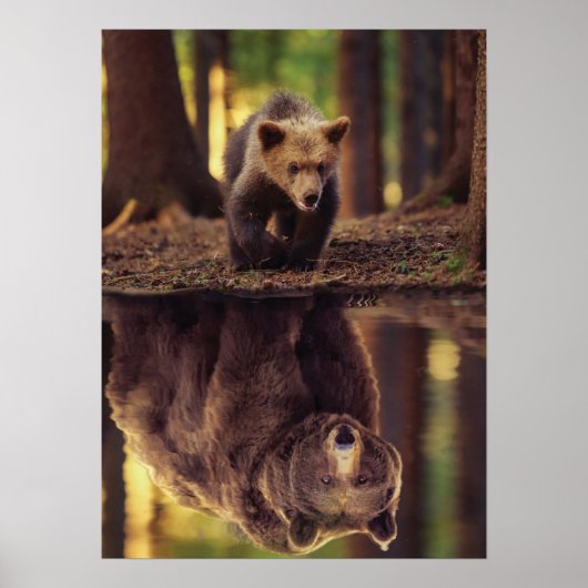 Poster Esprit Ours Grizzli - Réflexion De L'Eau Des Cubs (Devant)