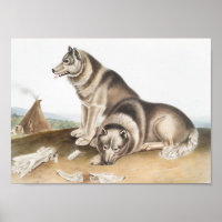 Esquimaux Chien (Canis familiaris) Illustration