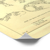 Poster Esquisses d'animaux vintages Imprimer (Coin)