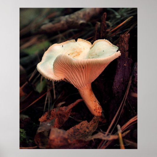 Poster Essence de champignons Imprimer -20x24 -autres tai (Devant)