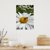 Poster et daisy (Cuisine)