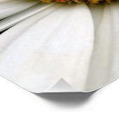Poster et daisy (Coin)