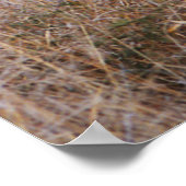 Poster et imprimer des chiens sauvages (Coin)