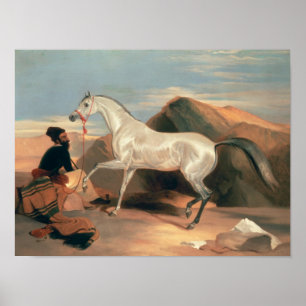 Poster Étalon arabe