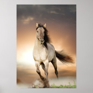 Poster Étalon sauvage fonctionnant dans le coucher du