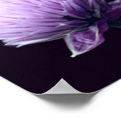Poster Étalon violet fleuri Allium Gros plan (Coin)
