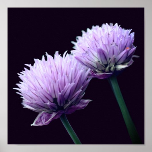 Poster Étalon violet fleuri Allium Gros plan (Devant)