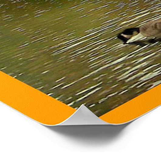 Poster Étang à Sapsucker Woods (Coin)