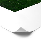 Poster Étang couvert d'algues (Coin)