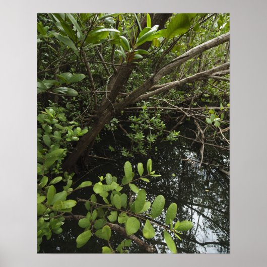 Poster Etang de sel tropical (Devant)
