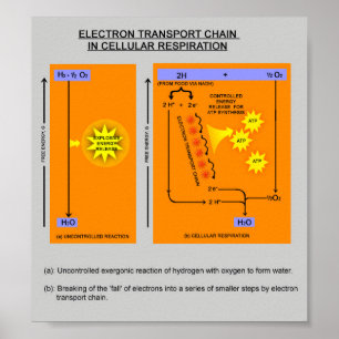 Poster Étapes cellulaires de respiration dans la biologie