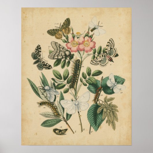 Poster Étapes de la vie des papillons par Vision Studio (Devant)