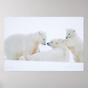 Poster États-Unis, Alaska, 1002 Plaine côtière de l'Arcti