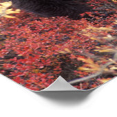 Poster États-Unis, Alaska, Denali NP, femelle Grizzly Bea (Coin)